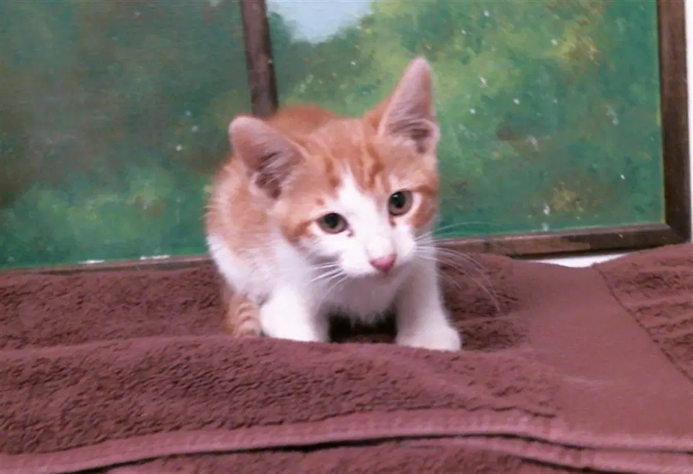 Unknown - Domestic Short Hair