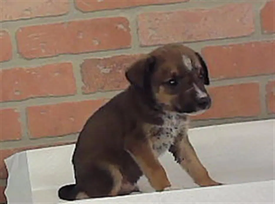 Unknown - Australian Cattle Dog/Blue Heeler