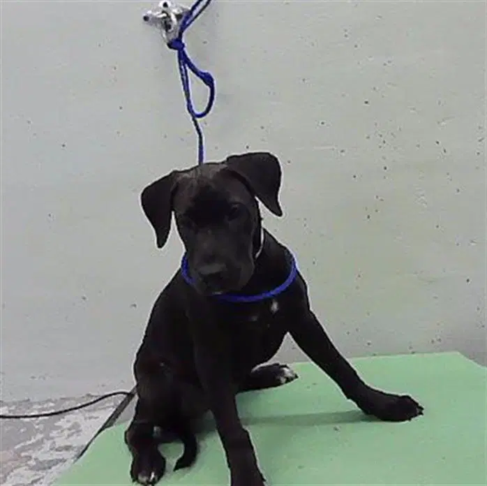 Unknown - Labrador Retriever