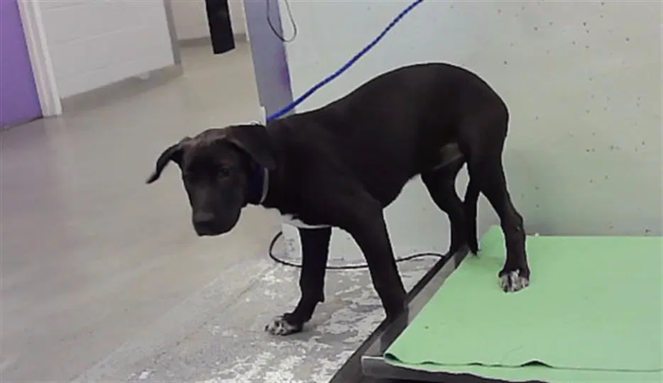 Unknown - Labrador Retriever
