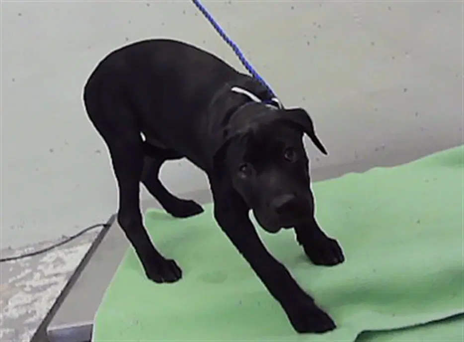 Unknown - Labrador Retriever