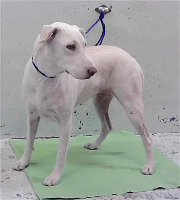 Unknown - Labrador Retriever