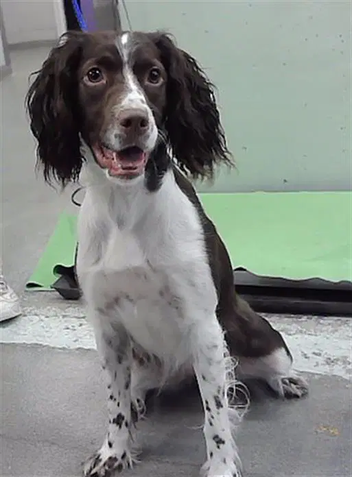 Birdie - English Springer Spaniel
