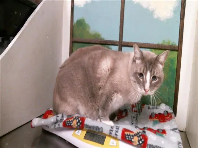 Chismoso - Siamese