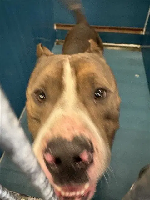 Zeus - Staffordshire Bull Terrier