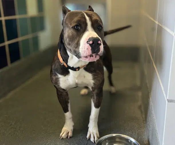 Zeus - Staffordshire Bull Terrier