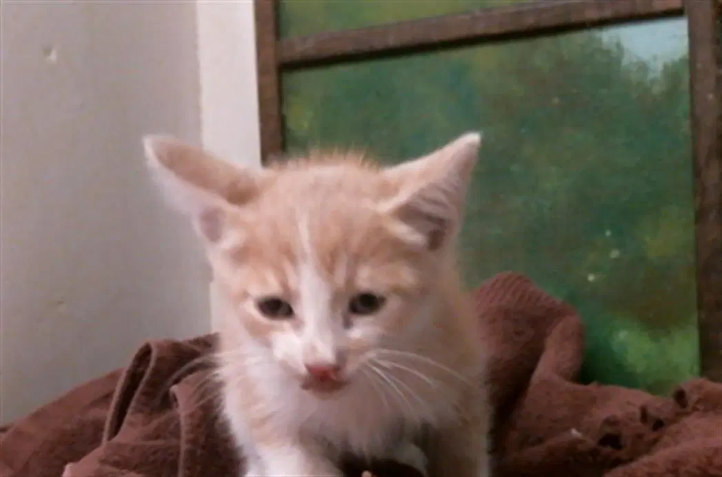 Kosme - Domestic Short Hair