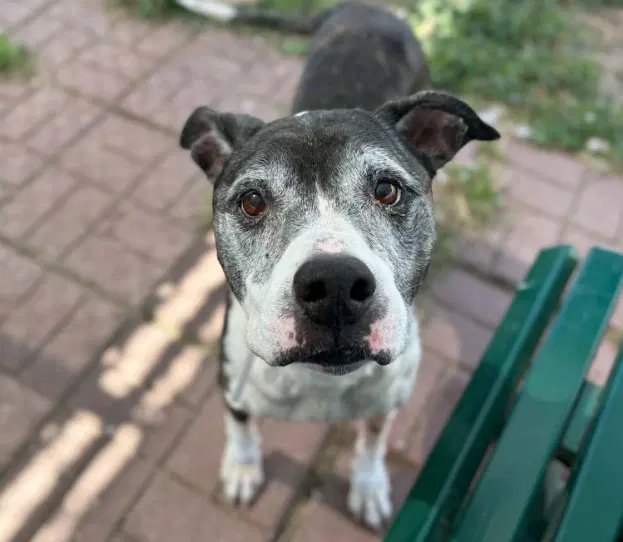 Virginia - Staffordshire Bull Terrier