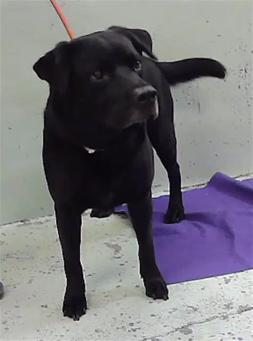 Syre - Labrador Retriever