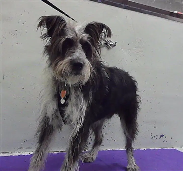 Diogenes - Giant Schnauzer