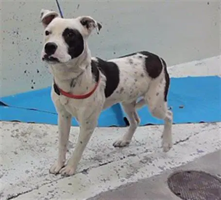 Charlie Bucket - Staffordshire Bull Terrier