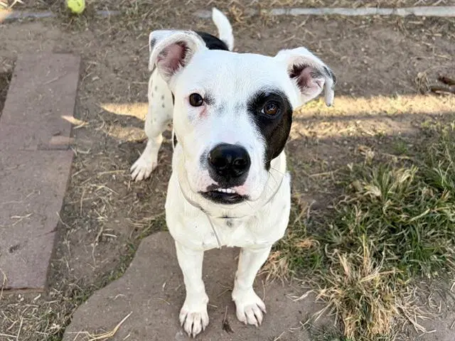 Charlie Bucket - Staffordshire Bull Terrier