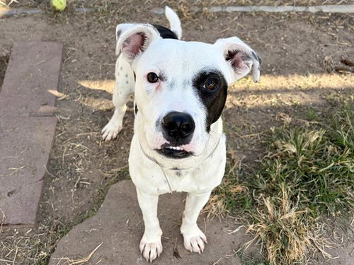 Charlie Bucket, Staffordshire Bull Terrier / Mixed (medium coat)