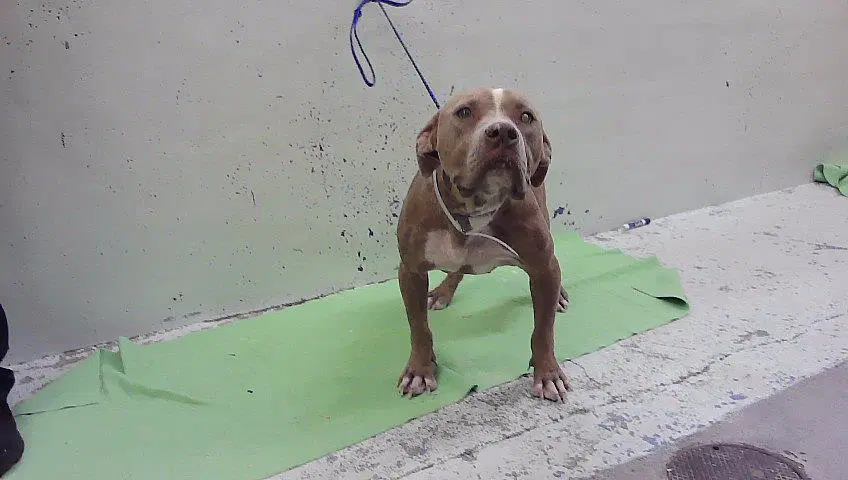 Priscilla - American Staffordshire Terrier