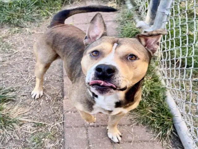 Martin - Staffordshire Bull Terrier