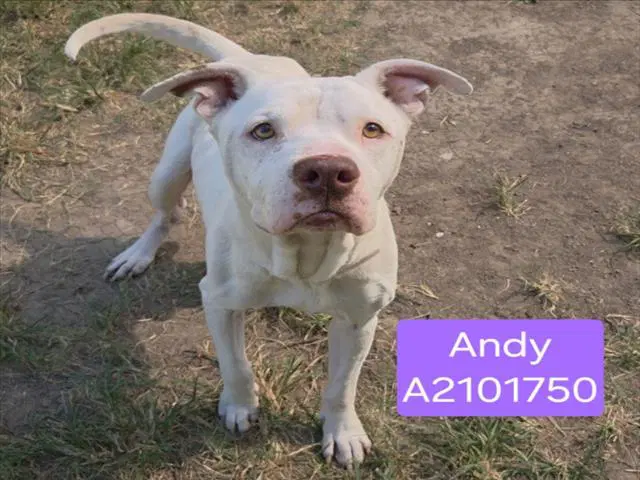 Andy - Staffordshire Bull Terrier