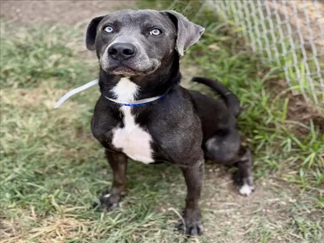 Miguel - Labrador Retriever