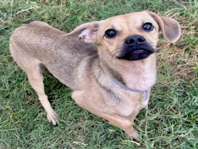 Toby - Chihuahua