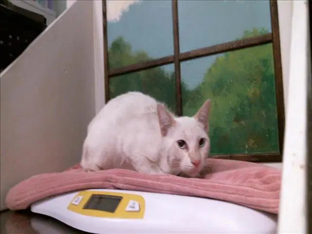 Sinatra - Siamese