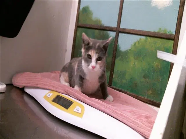 Bonnie - Domestic Short Hair