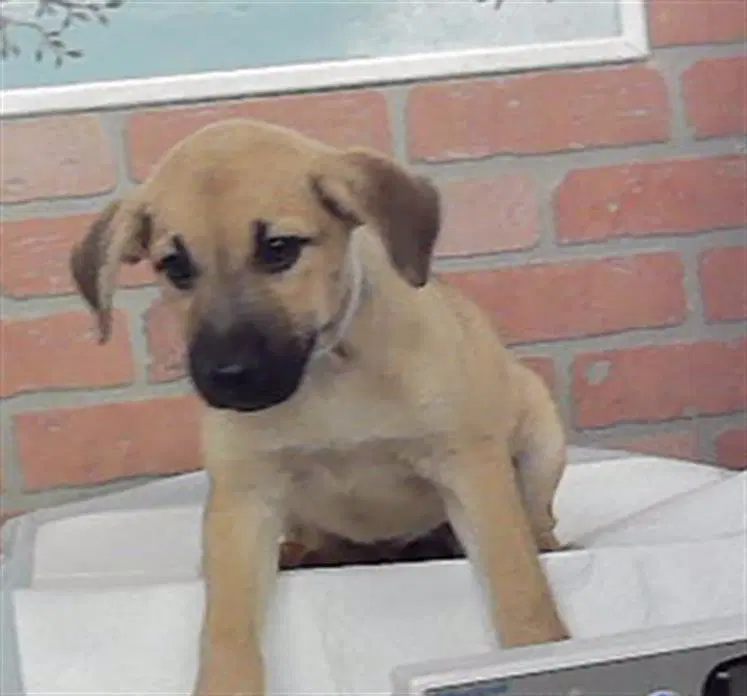 Unknown - Labrador Retriever