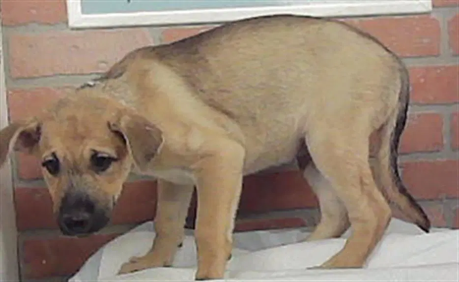 Unknown - Labrador Retriever