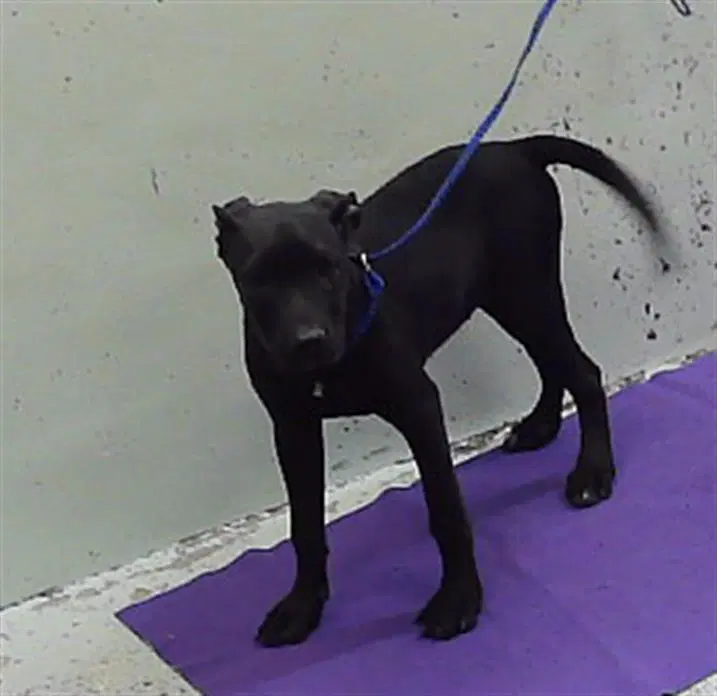 Unknown - Staffordshire Bull Terrier