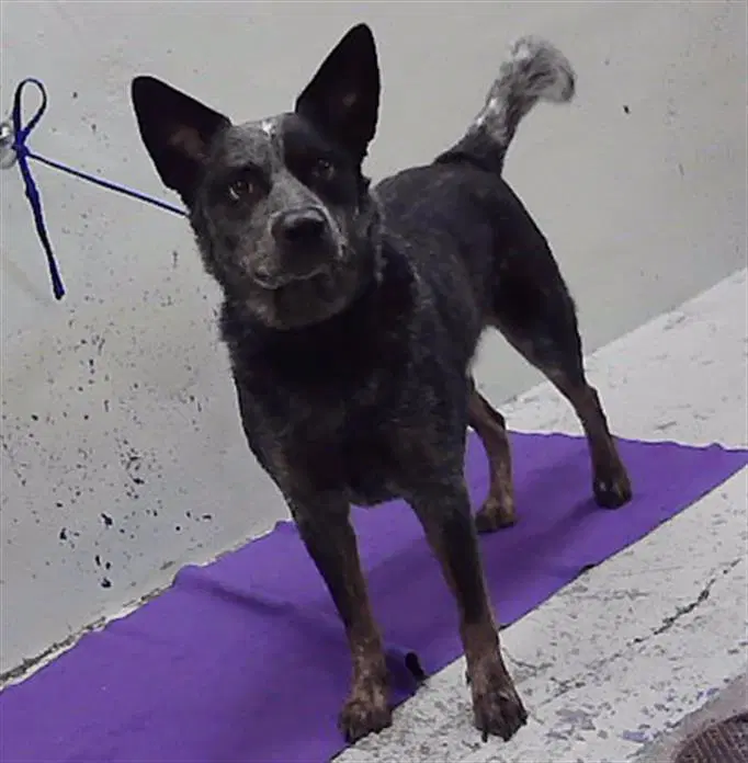 Unknown - Australian Cattle Dog/Blue Heeler