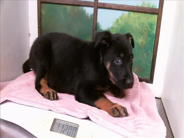 Unknown - German Shepherd Dog