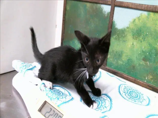 Cody - Domestic Short Hair