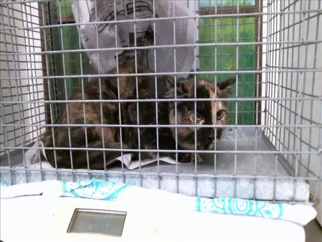 Unknown - Domestic Short Hair