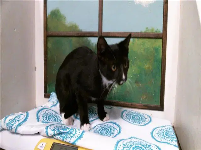 Joey - Domestic Short Hair