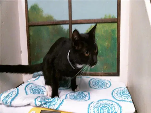 Andy - Domestic Short Hair