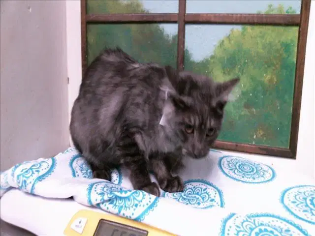 Tony - Domestic Short Hair