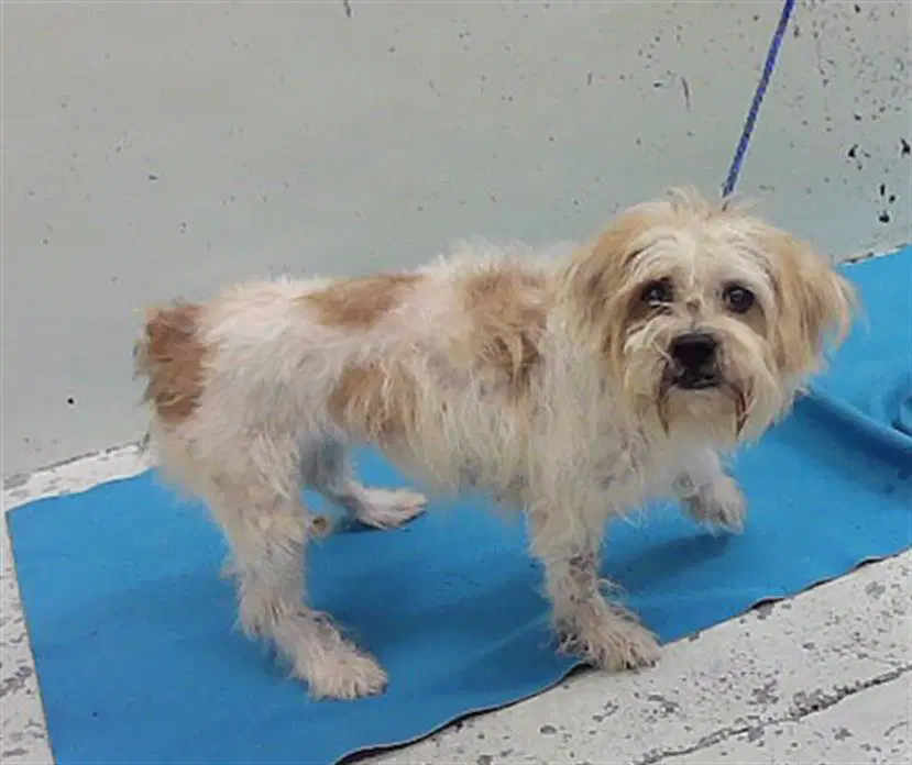 Unknown - Yorkshire Terrier Yorkie