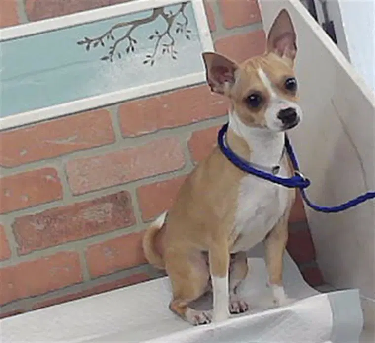 Princess - Chihuahua