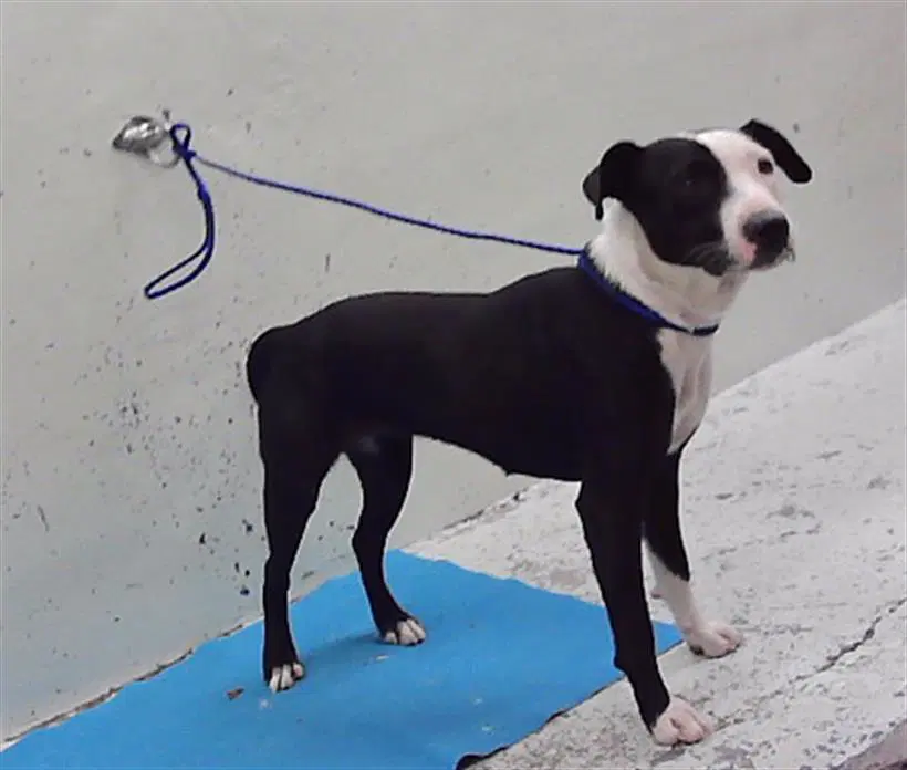 Unknown - Staffordshire Bull Terrier