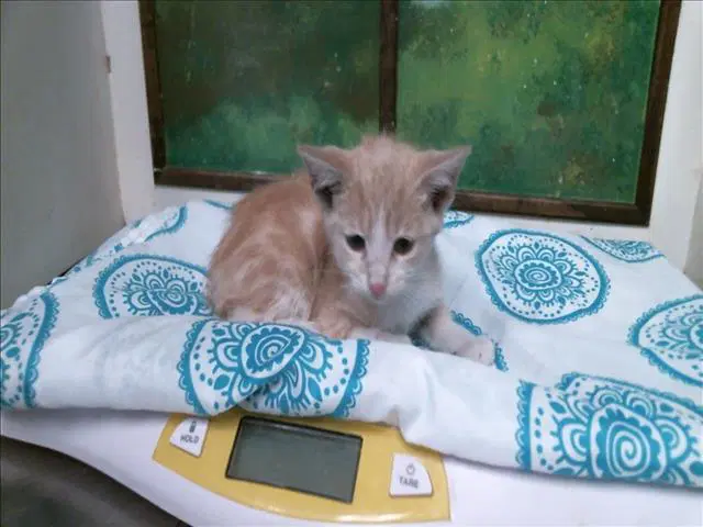 Anna - Domestic Short Hair
