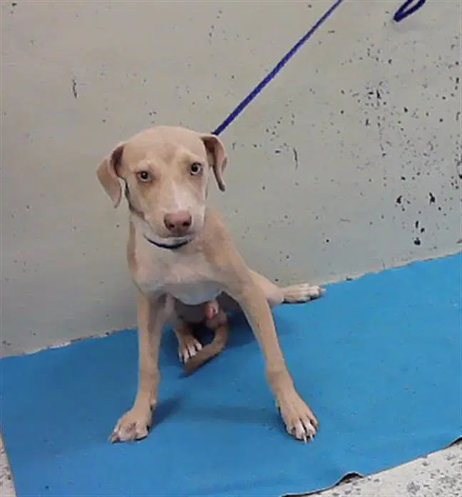 Unknown - Labrador Retriever