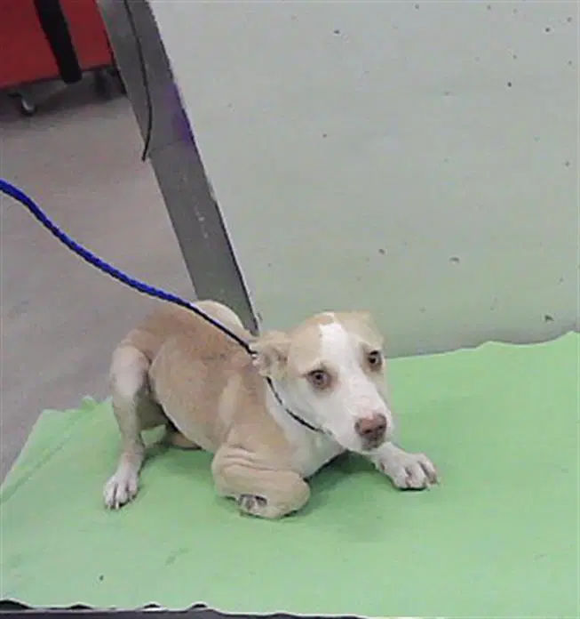 Unknown - Labrador Retriever