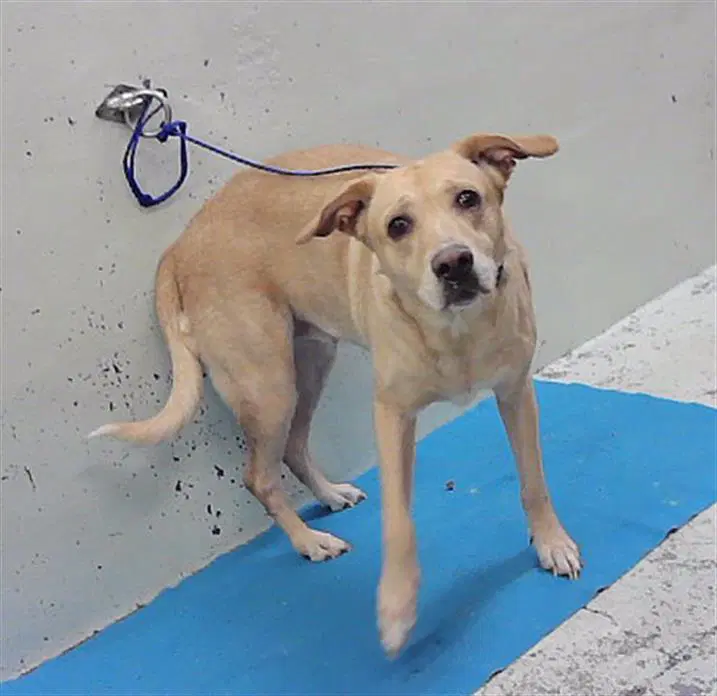 Unknown - Labrador Retriever