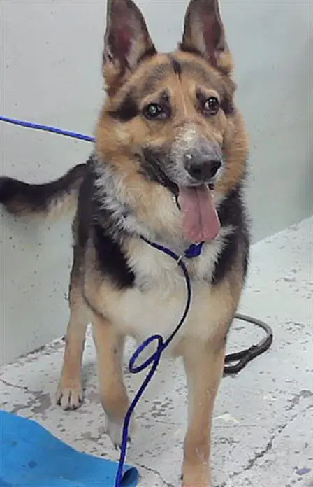Unknown - German Shepherd Dog