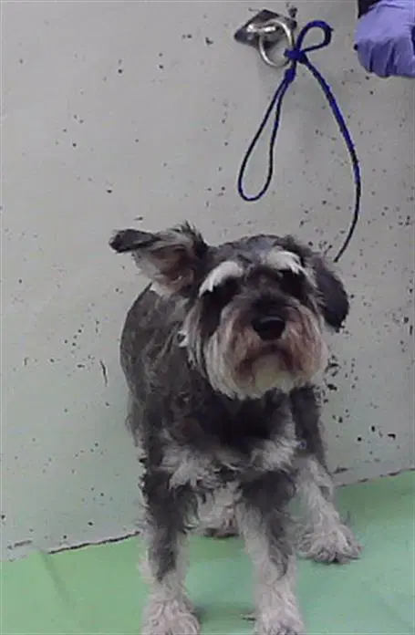 Denver - Miniature Schnauzer