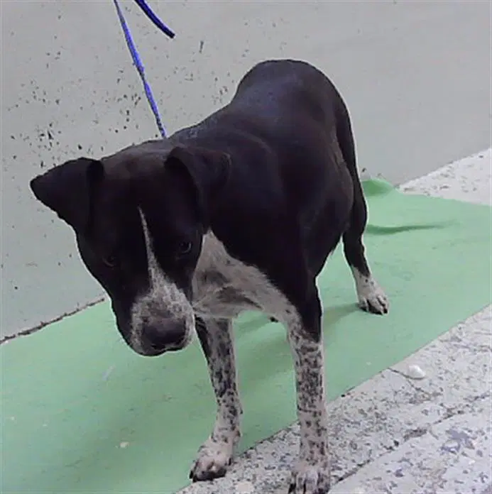 Pepper - Labrador Retriever