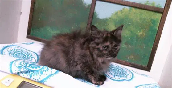 Dolly - Domestic Long Hair