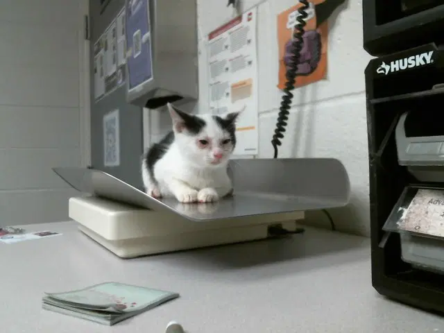 Unknown - Domestic Short Hair