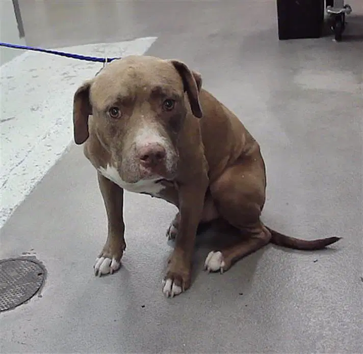 Unknown - Labrador Retriever