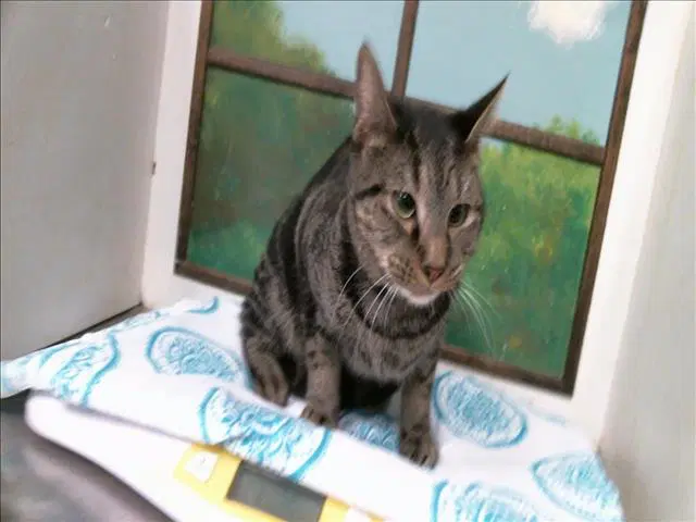 Brian - Domestic Short Hair