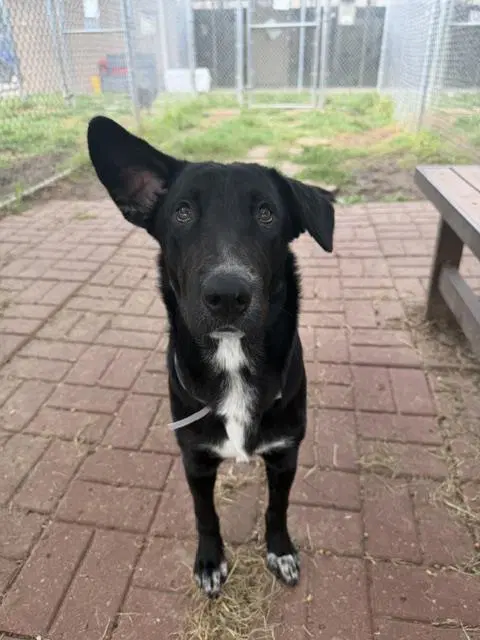 Lapis - Border Collie