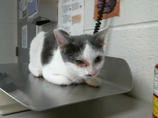 Alex - Domestic Short Hair